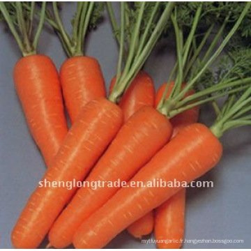 Prix ​​de la carotte chinoise FARM frais 200g008615966901802